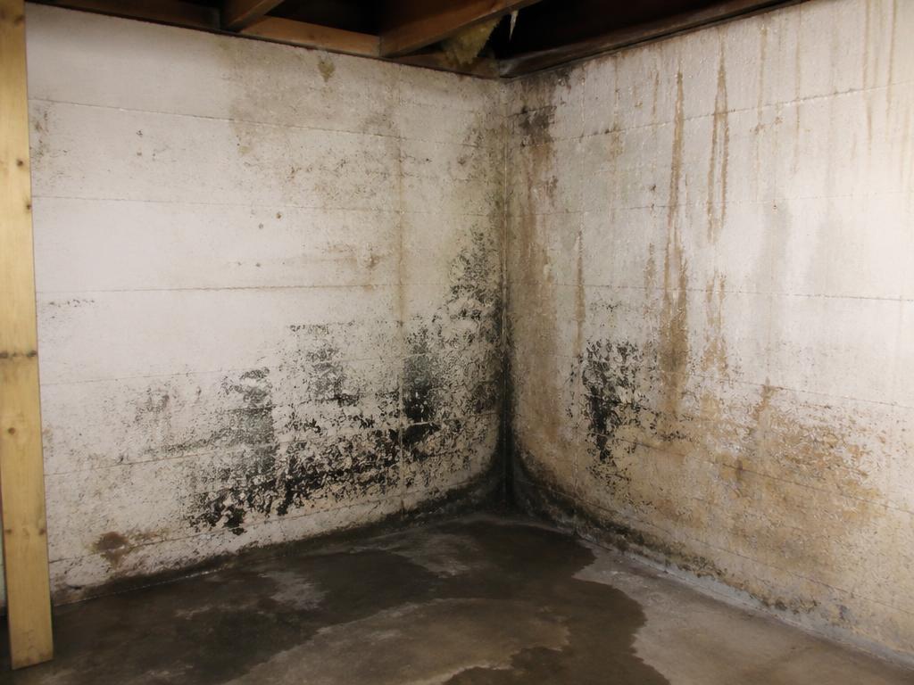Basement wall with mold growth and water staining before remediation