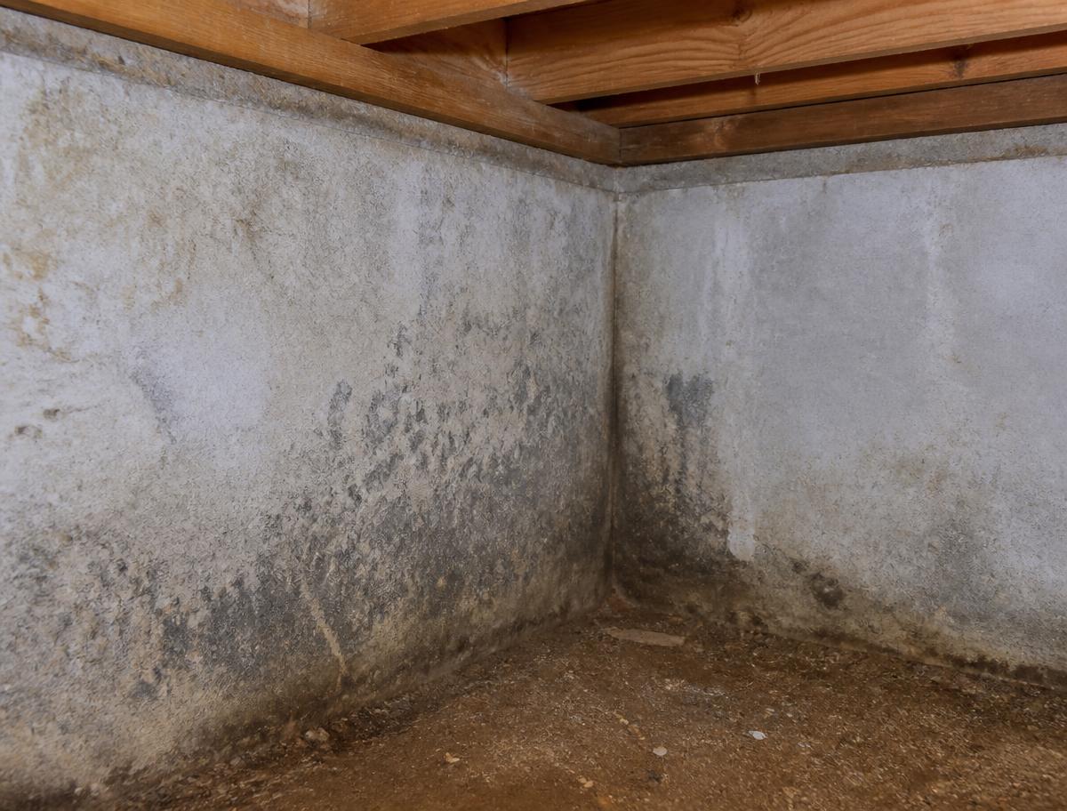 Crawl space with heavy mold growth on joists before remediation in Central Indiana